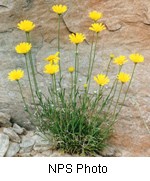 Little yellow flowers on a green stem grow out of a leafy green base.