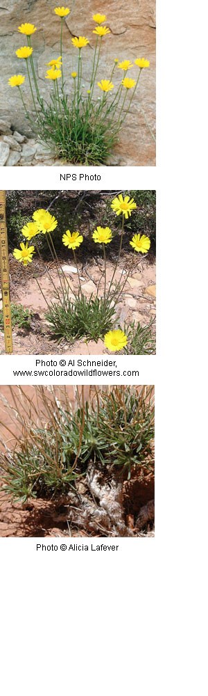 Three images of yellow flowers on tall stems with thin pointed leaves close to the ground.