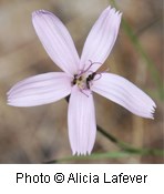 Pale pinkish-purple colored flower with five petals with serrated ends on them.