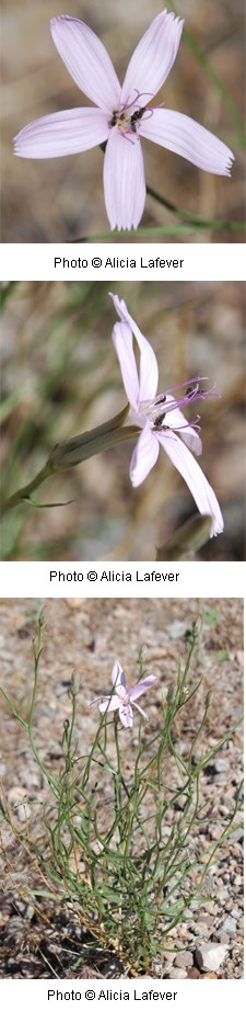 Multiple images of pale pink flowers with five petals.