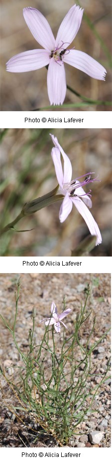 Lygodesmia grandiflora Lygodesmia grandiflora