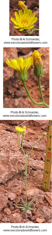 Three images of bright yellow flowers with reddish orange soil in background.