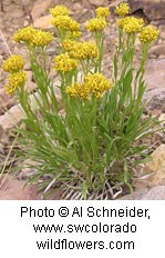 Plant with long oval shaped green leave and clumps of golden yellow flowers. Background of reddish-orange soil.