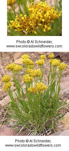 Clumps of tiny yellow flowers on a green plant with long thin leaves.