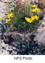 Yellow flowers on tall green stems with oval leaves at base of plant.