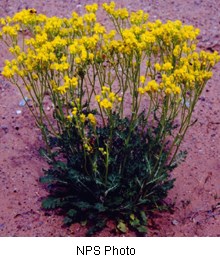 Dark green plant with clusters of yellow flowers growing out of orange soil.