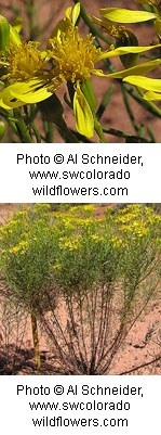 Two photos. Top is closeup of a flower with long yellow petals coming from a round yellow center. Bottom photo is tall stems with small green leaves and the same yellow flowers as the first photo.