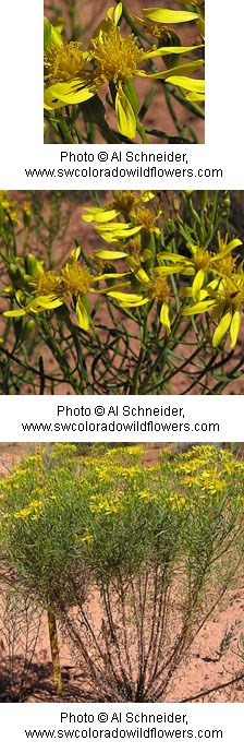 Clusters of yellow flowers growing out of sandy orange soil.