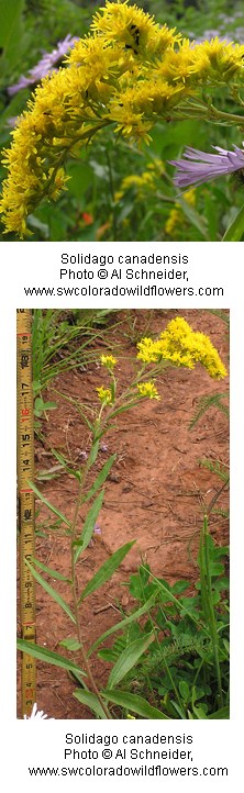 Clusters of yellow flowers on the top of a tall green stem.