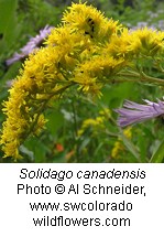 Clumps of yellow flowers with a background that has purple flowers, a red flower, and a blurred green backdrop.