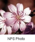 closeup of a pale pink flower with eight petals that have multiple little points on the ends of them.