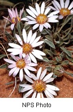 Multiple white flowers with oval-shaped petals coming to a point. The center of the flower is  yellowish orange color. Leaves are dark green ovals with a lighter shade around the edge.