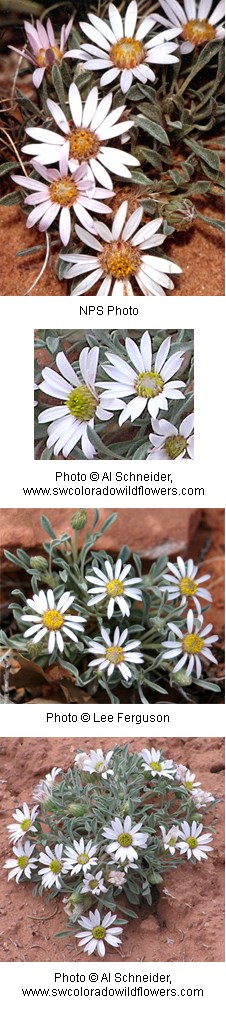 White flowers with multiple petals coming to a point.