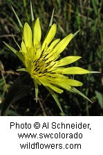 Yellow flower with multiple long, slightly pointed petals and a darker yellow center.
