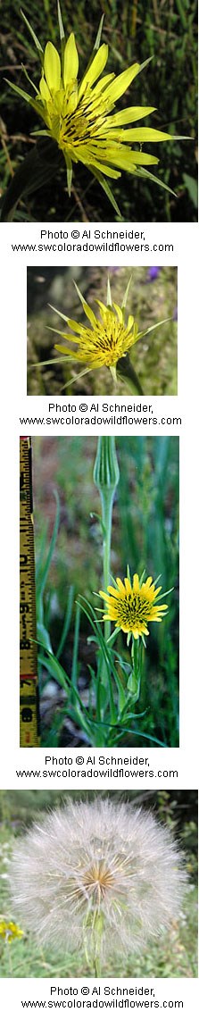 Tragopogon dubius Tragopogon dubius