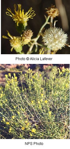 Two images of yellow flowers.