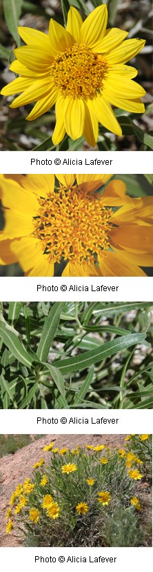 Wyethia scabra Wyethia scabra