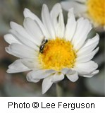 White flower with a yellowish-orange center. Petals taper at the tips.