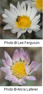 Two photos of similar flowers. Top one is a white flower with yellowish-orange center. Bottom photo is a pale pink flower with a yellowish-orange center. Petals taper at the tips.