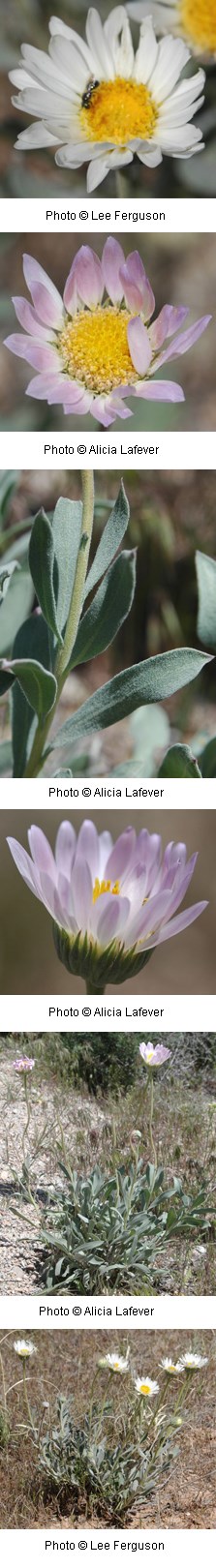 multiple images of pale pinkish blue flowers with a yellow center