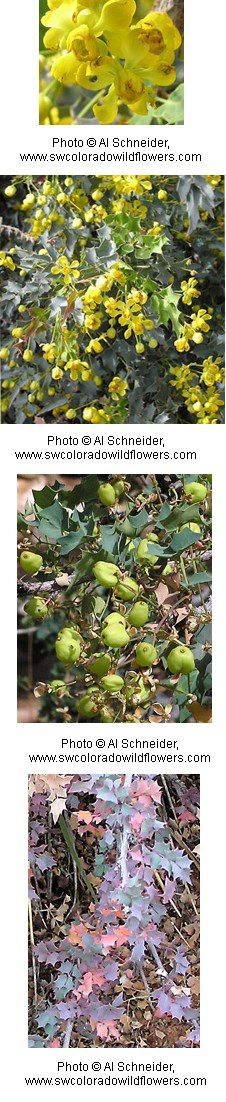 Multiple images of bright yellow flowers.