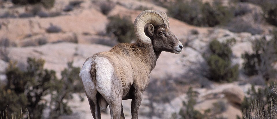 A male bighorn sheep with large, curled horns stands in the desert looking back over his right shoulder at the camera.