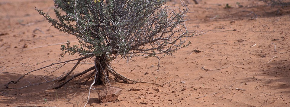 A woody plant with small green leaves sits above the sandy desert soil with its roots exposed.