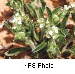 Tiny white flowers with green hairy leaves that taper to a point.