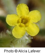 Yellow flower with five rounded petals and a slightly darker yellow center. Blurred green and brown background.