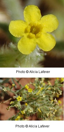 Bright yellow flowers with five petals on a hairy silvery green plant.