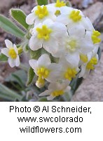 White flowers with five round petals and a yellow center that looks like a smaller flower.