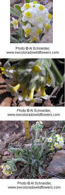 Flowers that are yellow tubes that flare out with five white petals and a yellow center on a fuzzy silvery green plant.