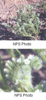 Tiny five petalled white flowers on a green stem with hairs or fuzz on it.