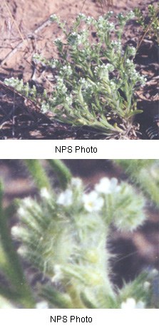 Fuzzy green plant with small white flowers with five petals.