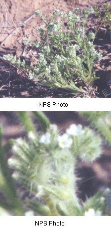 Cryptantha pterocarya Cryptantha pterocarya