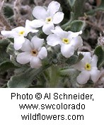 Five white flowers with rounded petals and a light yellow center on a silvery green plant with lobed leaves.