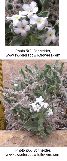 White flowers with five, rounded petals on a hairy silvery green plant with tapered leaves.