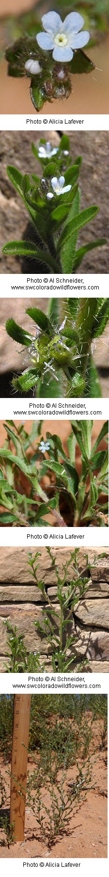 Multiple images of small white flowers with five rounded petals with hairy pointed leaves.