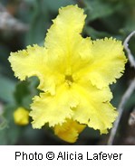 Large yellow flower with five petals. Petals have small serrated edges.