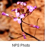 Small pink flowers with four petals on a dark brown stem with a reddish orange background.