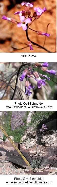 Pink four petalled tubular shaped flowers on twig-like stem.