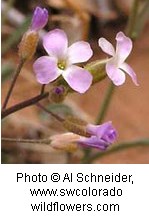 Pink flowers with four petals on green stems with a reddish orange blurred background.