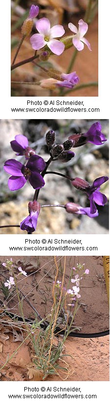Arabis pulchra Arabis pulchra