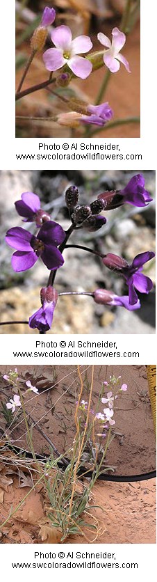 Four petalled purple and pink flowers on twig-like stems.