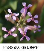 Brassicaceae_Chorispora_tenella2