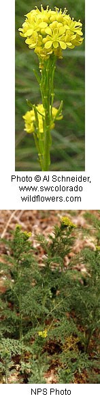 Two photos. Top photo shows cluster of bright yellow flowers on top of tall green stems. Second photo is of a green leafed plant with small yellow flowers on it.