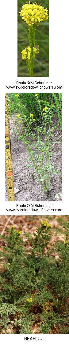 Clumps of small yellow flowers on a tall green stem with small serrated leaves.