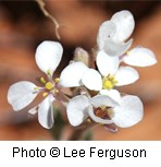 Several white flowers with four rounded petals and a small yellow center with a blurred orange background.