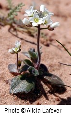 White flowers on a reddish green stem with several dark green waxy leaves at the base. Soil is an orange color surrounding the plant.