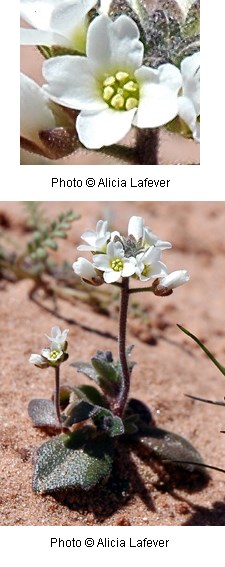 Low to ground plant with waxy green leaves and a reddish stem. Small white flowers with four petals at top of stem.